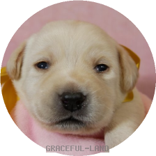 英国ラブラドールの子犬